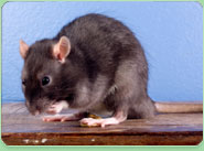 rat control Stourbridge