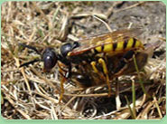 wasp control Stourbridge